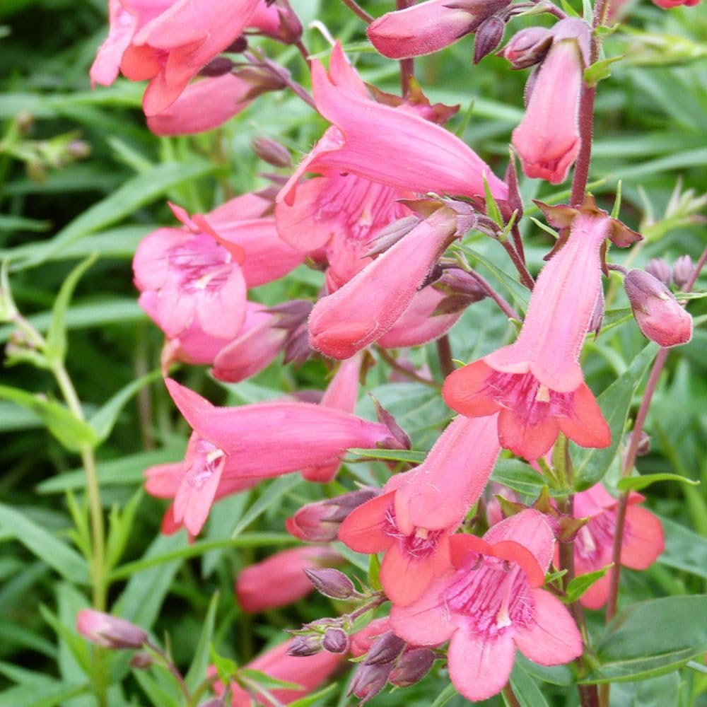 Penstemon 'Firebird' – Hardy Perennial Beard Tongue – RHS Award Winner – Bright Crimson Flowers with White Throats – Long Flowering – Up to 6 Months of Colour – 3 x 9cm Pots by Thompson and Morgan