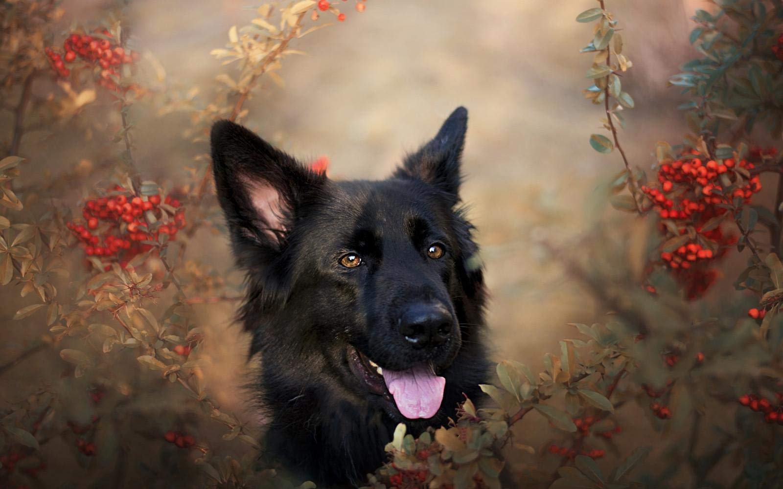ERUZO German Shepherd Pictures Hd DIY 5D Diamond Painting By Number Unique Kits Home Wall Decor Crystal Rhinestone Wall Decor 40x50CM