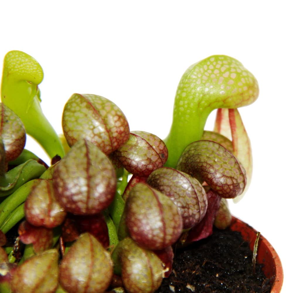Exotenherz - Fleischfressende Pflanze - Kobralilie - Darlingtonia californica - 9cm Topf - RaritätL8