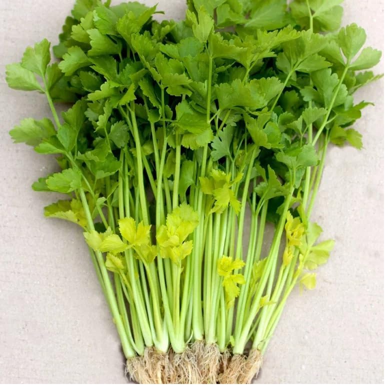 15000+ Seeds Chinese Yellow Heart Celery Seeds; Light Yellow Celery; 黃心芹菜; microgreens Micro Green