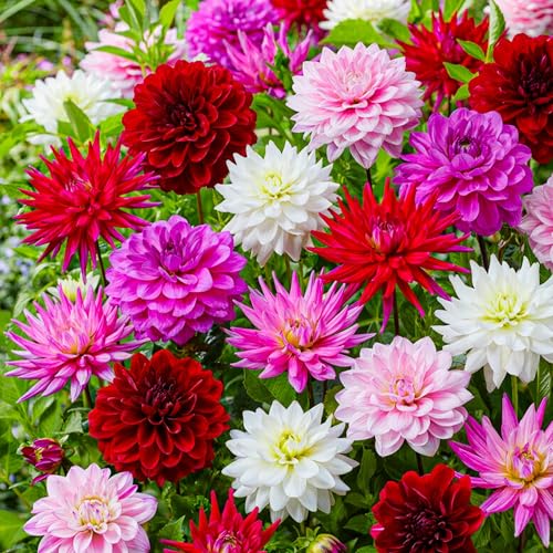 Colección de belleza de tubérculos de dalia, paquete de regalo con mezcla de 5 variedades de bulbos de dalia de Holanda, mezcla exclusiva de tubérculos de dalia para jardín y macetas
