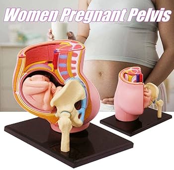 人体模型 解剖モデル　女性骨盤胎児モデル妊娠 9 ヶ月胎児 Amazon.co.jp: 人体模型 解剖モデル 女性骨盤胎児モデル妊娠 9