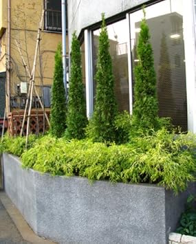 Amazon エメラルドグリーン150ｃｍ コニファー グリーン系コニファーの定番 植木