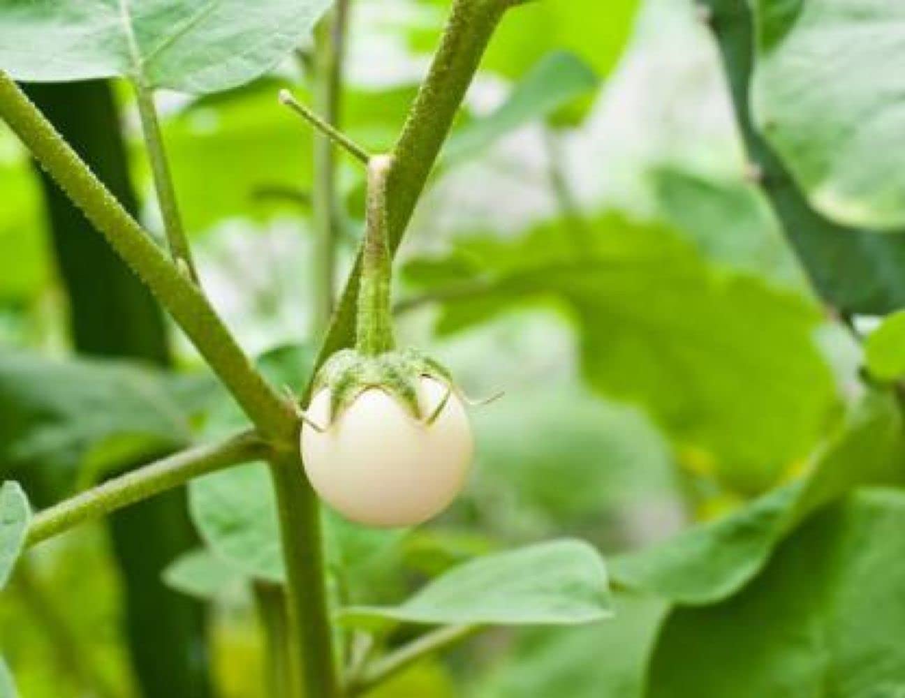 BRINJAL WHITE ROUND F1 HYBRID SEEDS (LIVE GREEN) (B0995GZC7B) Amazon Price History, Amazon Price Tracker