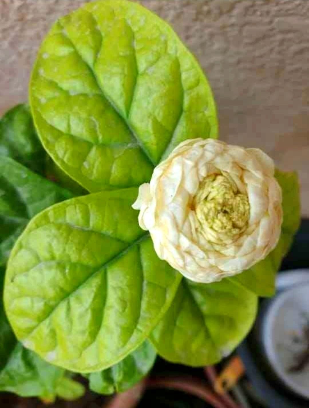 See full amazon price history chart for GARDENOPOLIS - Original Baramasi (All Season) Arabian Jasmine/Mogra Flower Plant - Rose Shaped Multi Petal Flower - Highly Fragrant - Fresh Green & Healthy Plant - Shipped in Safe & Secured Packaging GARDENOPOLIS - Original Baramasi (All Season) Arabian Jasmine/Mogra Flower Plant - Rose Shaped Multi Petal Flower - Highly Fragrant - Fresh Green & Healthy Plant - Shipped in Safe & Secured Packaging (B0C9VT976N) Amazon Price History, Amazon Price Tracker