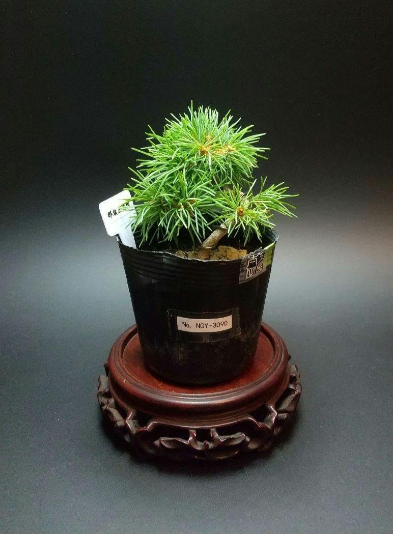 Amazon.co.jp: NGY3090 五葉松 那須五葉松 白笹 八房五葉松 松 盆栽