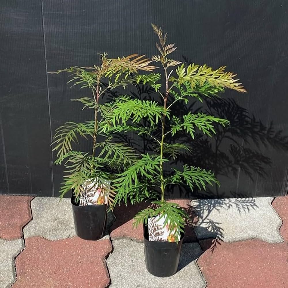 グレビレア　ロブスター グレビレアロブスター | hirai f-m