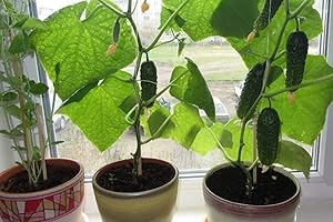 Cucumber Plants Live for Planting Indoors F1 Vine Self-Pollinated Vegetable Organic Non-GMO