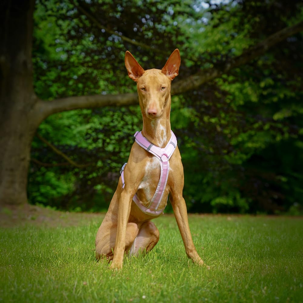 Anny-X Brustgeschirr Fun Zuckerwatte | Hundegeschirr Größe S (Brustumfang 52-64 cm)