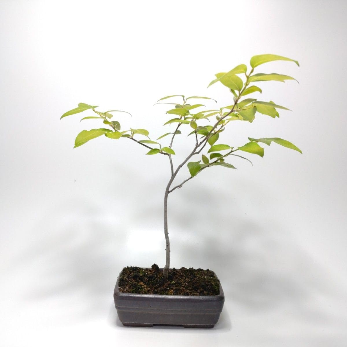 ヤマコウバシ盆栽 SS013 ヤマコウバシ盆栽 SS013 ヤマコウバシ160s