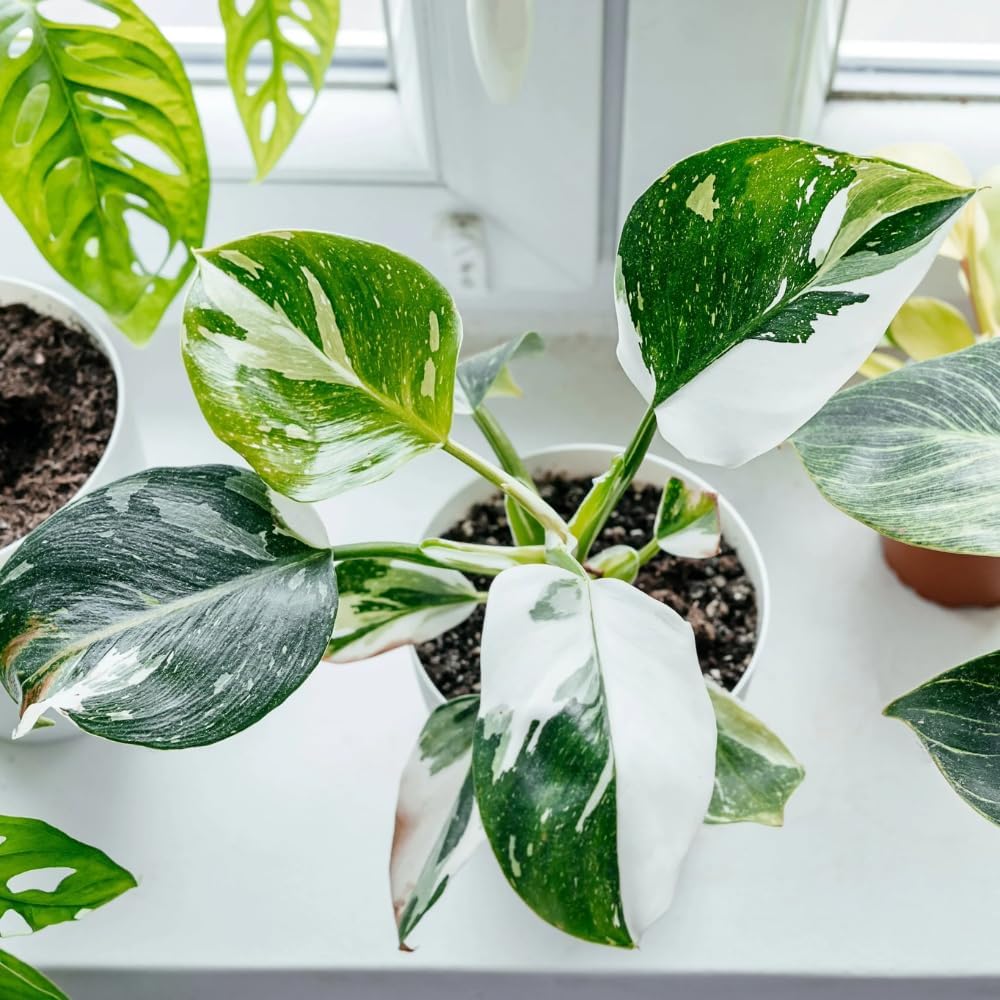 Princess Philodendron Plant, Rare Tropical Variegated Live Indoor Houseplant, 5-8" Tall, No Pot (Mixed Princess Philodendron Plants)