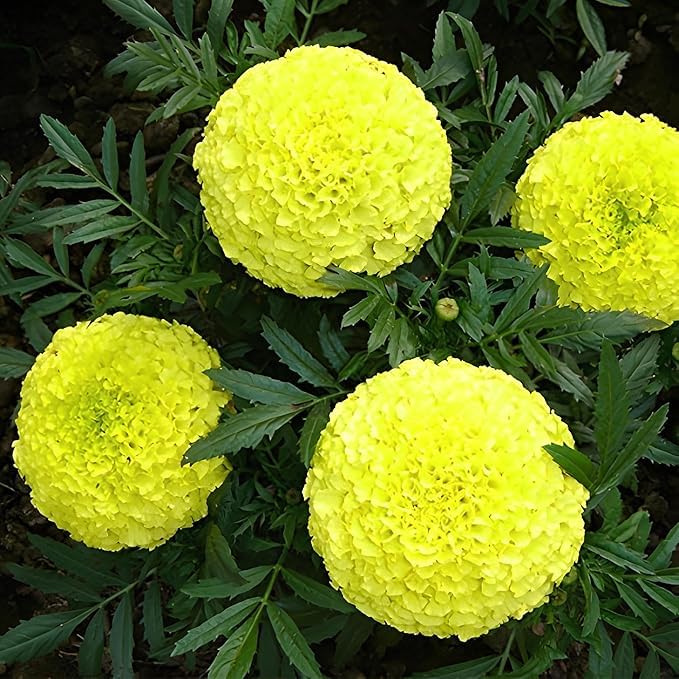 Image of Yellow Marigold Seeds - Easy-to-Grow, Vibrant Golden Flowers for Garden, Pots, and Borders - Pollinator-Friendly & Low Maintenance (Pack Of 100 Seed)