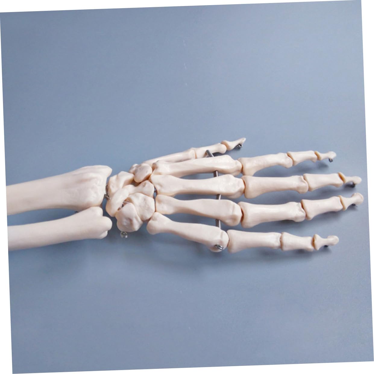 PRETYZOOM 2 Pezzi Modello Scheletro Della Mano con Articolati Strumento Didattico per Ospedali e Scuole per Laboratori Scientifici e Insegnamento Della Anatomia