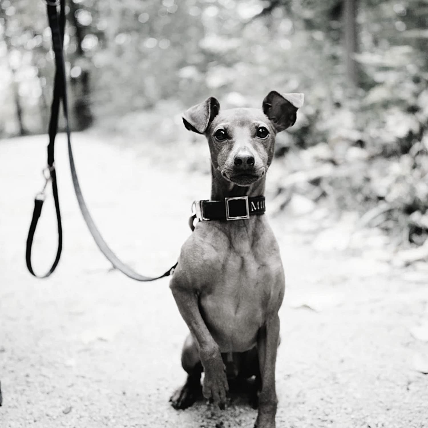 Old Fashioned Dog Calming Music