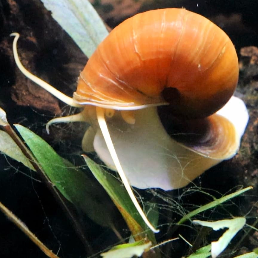 10 x Golden Apple Snail Freshwater Aquarium Live