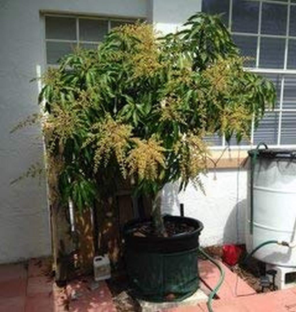 See full amazon price history chart for Creative Farmer Exotic Fruit Plant Mango Kesari Fast Bearing (1 Healthy Live Fruit Plant) D Creative Farmer Exotic Fruit Plant Mango Kesari Fast Bearing (1 Healthy Live Fruit Plant) D (B08QCC24SS) Amazon Price History, Amazon Price Tracker