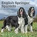 English Springer Spaniels 2019 12 x 12 Inch Square Wall Calendar, Animals Dog Breeds (Multilingual Edition)