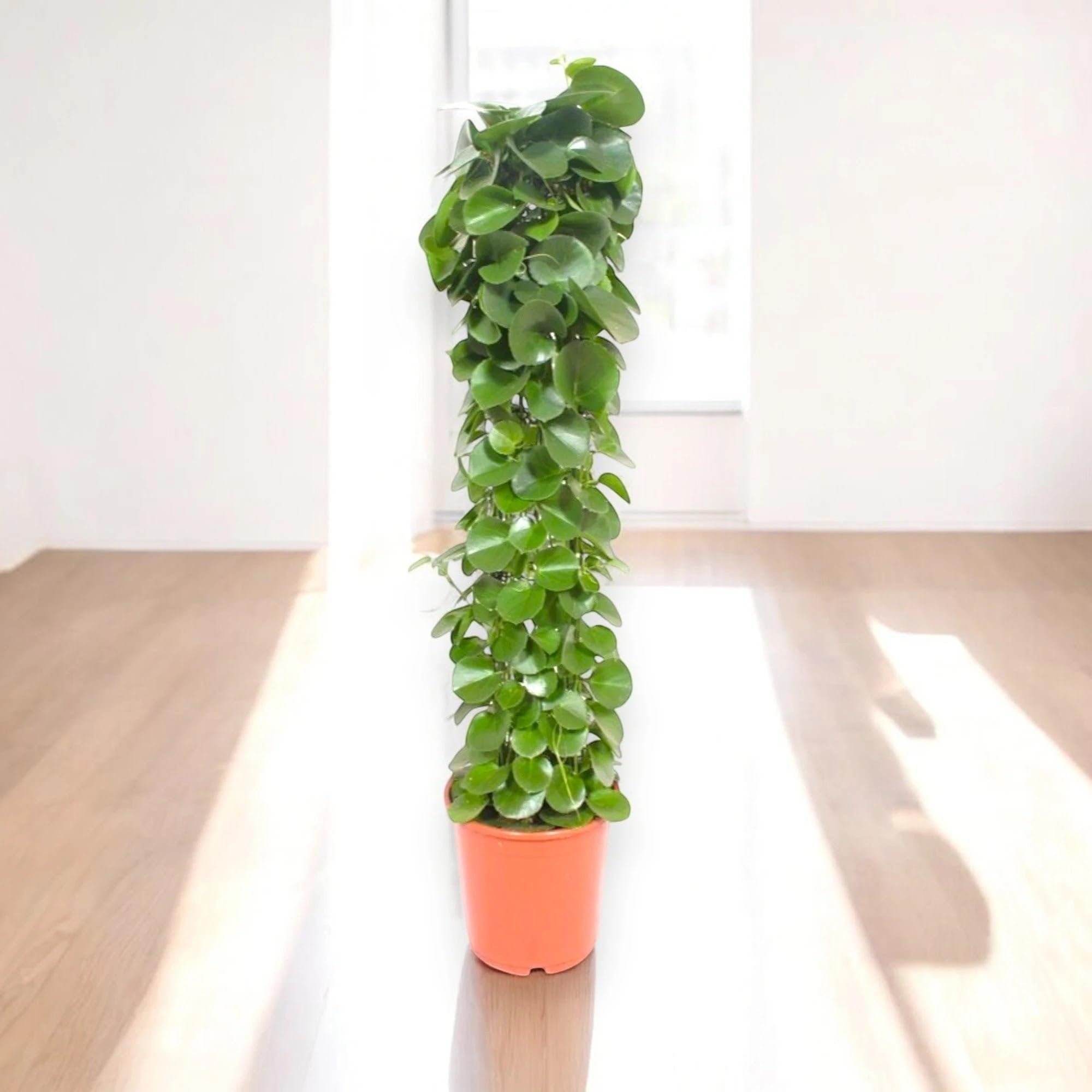 Cissus rotundifolia Pianta da Interno Ornamentale, Verde, Ricadente, 120 cm, Vaso 24