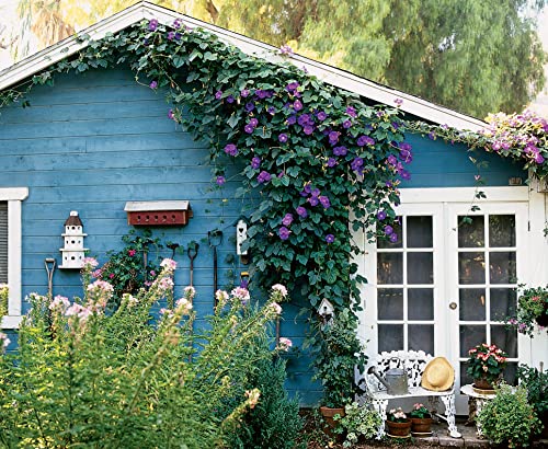 Image of Morning Glory Flower Seeds 25 Plus Mixed Color for Planting Climbing Vine Flower Seeds for Home Garden Balcony Terrace Easy Grow Fast Growing Blooming Plants Indoor Outdoor Gardening (morning glory..)
