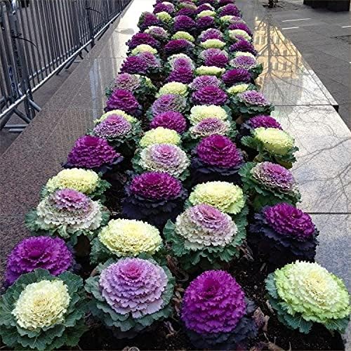 KALE ORNAMENTAL KO83 KO- 15