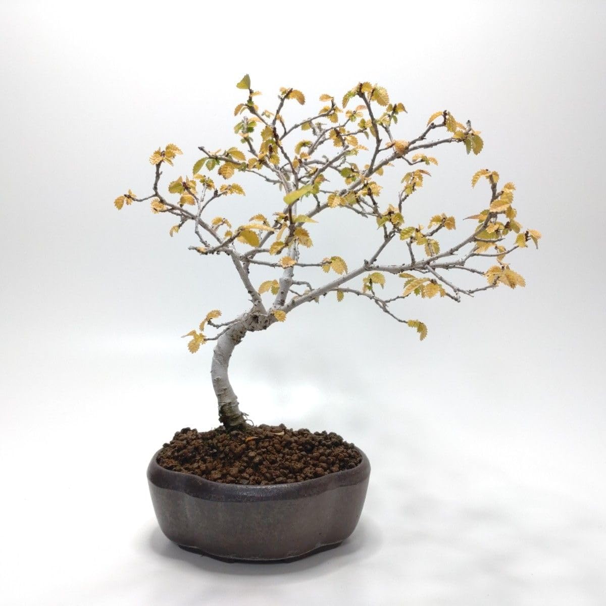 楡欅（ニレケヤキ）盆栽 S008 ミニ盆栽 斑入り 楡欅・ニレケヤキ 村雨