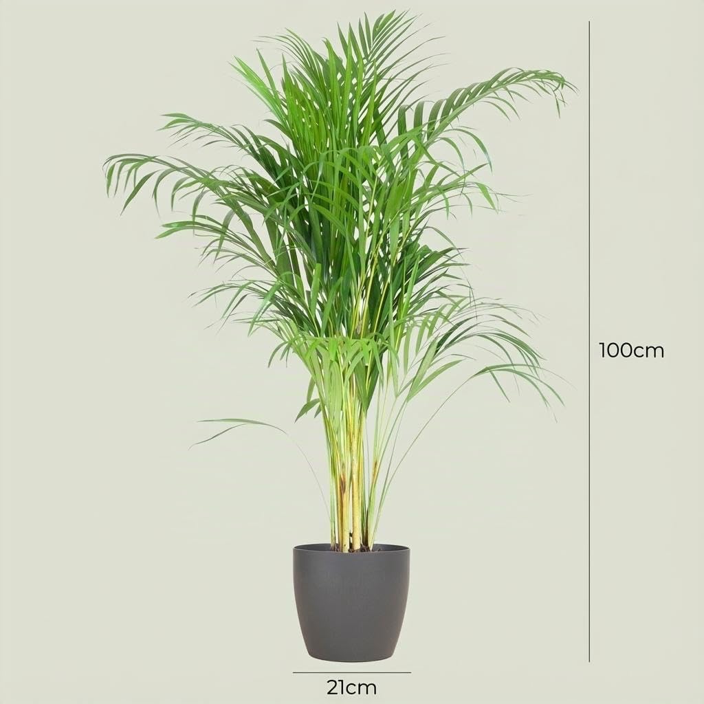 Green boutiQ - Zimmerpflanze - Goldfruchtpalme - Dypsis Lutescens Areca - Grün - Pflegeleicht - 1 Pflanze - mit Potter Grau - Topf 21cm - Höhe 90-100cm