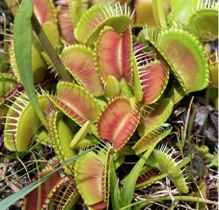 2 x Venus Fly Trap Plant - Dionaea MUSCIPULA Carnivorous Healthy Indoor Plant, Natural Fly Catcher, Easy Care - Exotic Air-Purifying Houseplant, Educational Plants for Children - 9cm Pot