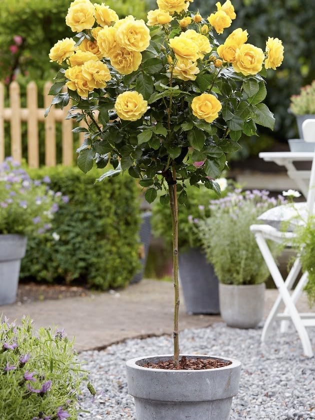 Gorgeous Yellow Half Standard Hybrid Tea/Floribunda Rose Plant in A 5 Litre Pot- Yellow Standard Rose