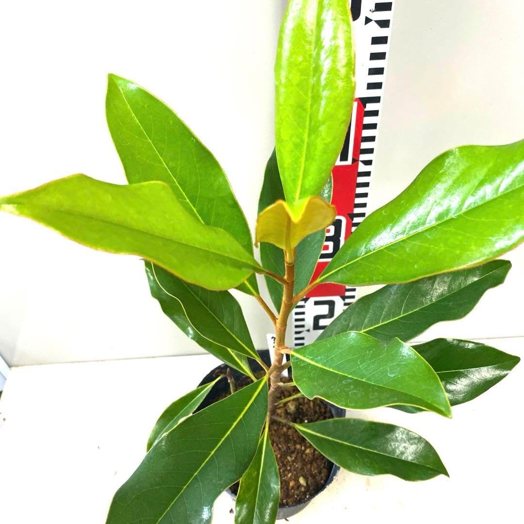 8. ケイパレス 泰山木 タイサンボク 苗 苗木 小型品種 13. リトル