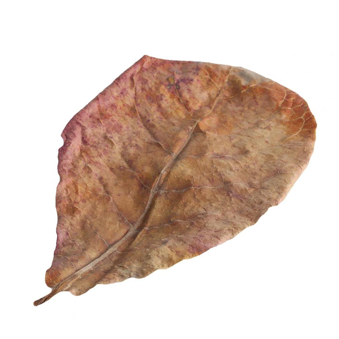 puipuiさん専用】マジックリーフ 1kg マジックリーフ の検索結果