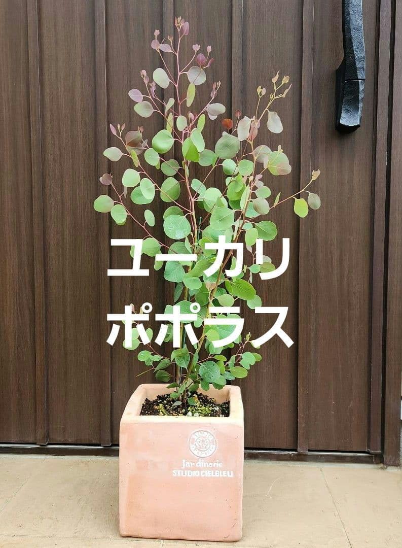 Amazon.co.jp: ユーカリ ポポラス ポリアンセモス 鉢植え 苗 : ホビー