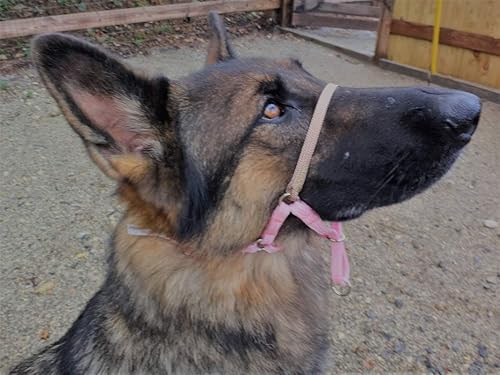 Miniatura 1 de Comfort Trainer Head Halter, Tan Talla 3