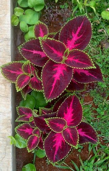 Coleus Beautiful Colourful Leaves Live Plant, Coleus mix Color Plant, Ornamental Live Plant For Indoor And Gardening : 1 Healthy Live Plant With Plastic Pot (B0D25RSSGF) Amazon Price History, Amazon Price Tracker