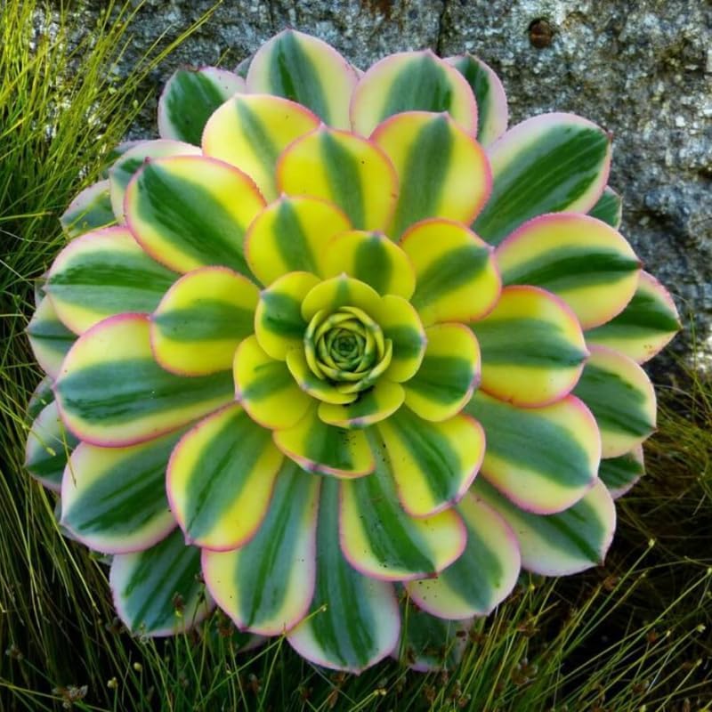 Miniatura 3 de Sun Aeonium - Planta viva suculenta en maceta de 4 pulgadas, planta viva suculenta roseta para cultivo en interiores y exteriores