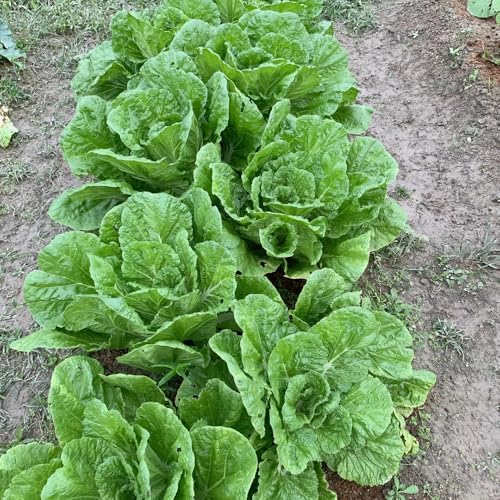 80 piezas Semillas de pak choy semillas de hortalizas de invierno Semillas de col china, semillas de hortalizas, cama elevada balcón semillas de hortalizas variedades antiguas Semillas