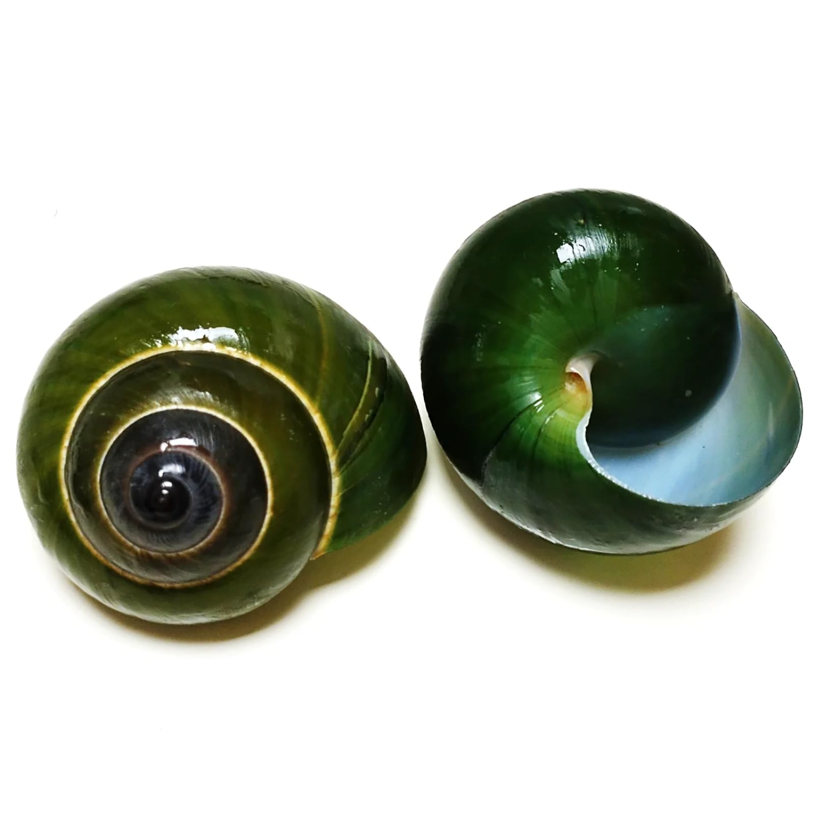 Conchiglie per artigianato, 1 pezzo, 4,5-5,5 cm, lumaca verde naturale Dyakiidae, collezione di esemplari per acquario, paesaggistica