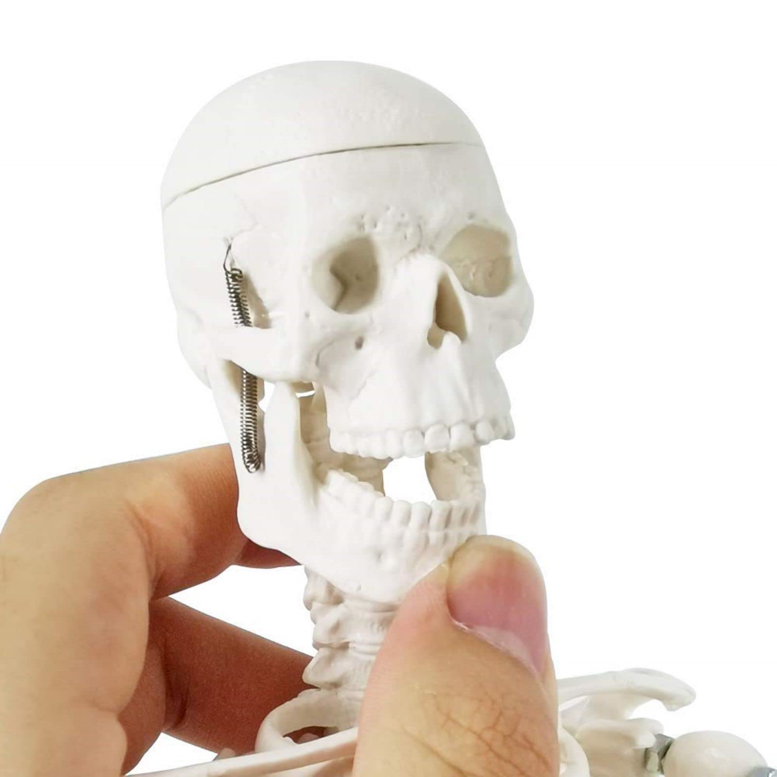 Modelo de esqueleto humano mini para anatomía, 45 cm de cuerpo entero, modelo de esqueleto humano y brazos y piernas móviles a base de plástico para enseñanza médica, aprendizaje, educación,