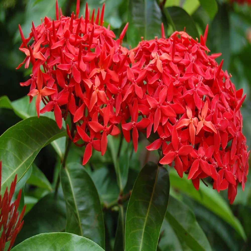 IXORA Red Colour Ixora Rukmini Rangan Flower Live Plants & Tree(1-2 Feet Size) (B0BNLP3GXL) Amazon Price History, Amazon Price Tracker