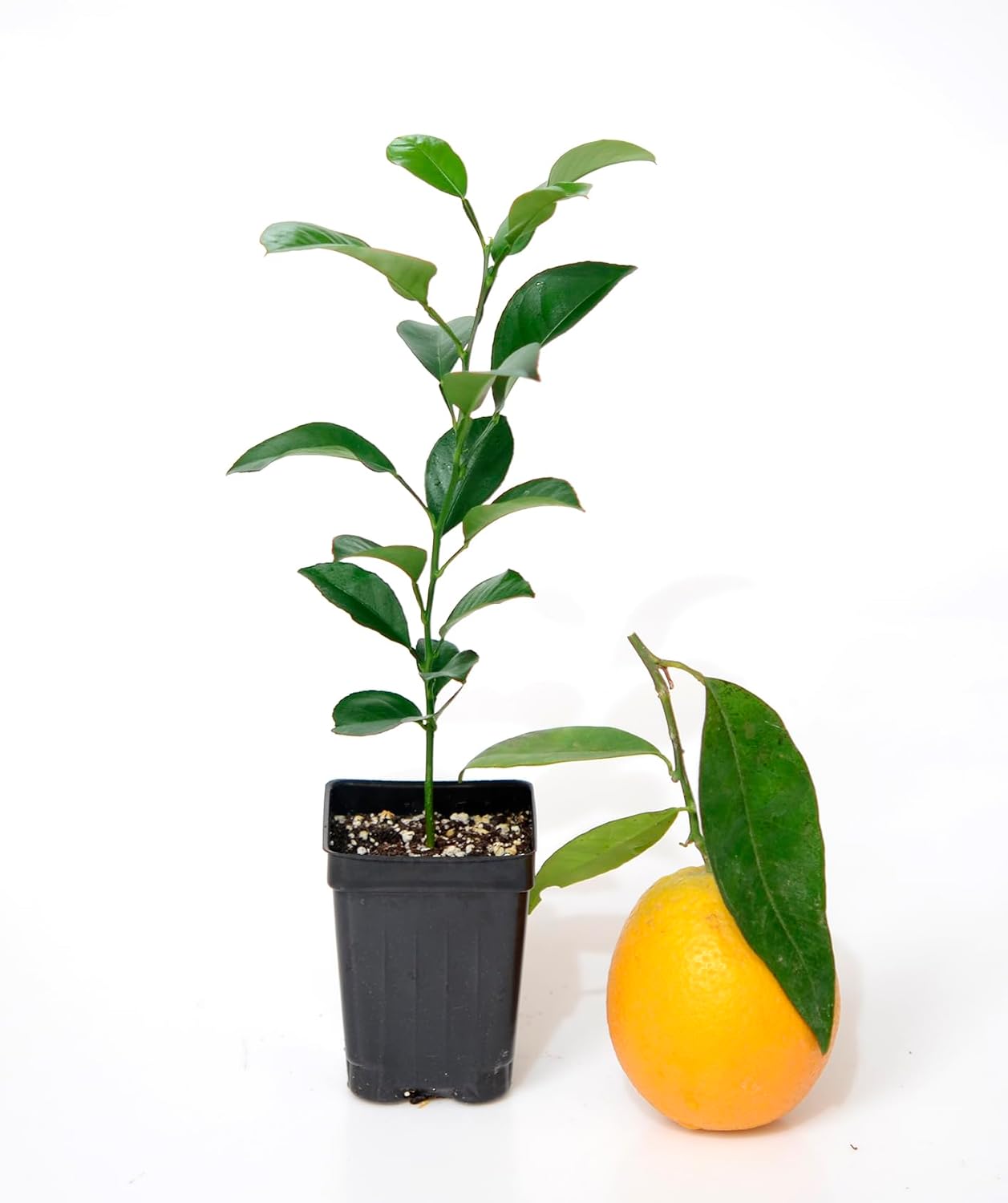 Valencia Orange Tree - XL. Citrus sinensis. 6" - 10"