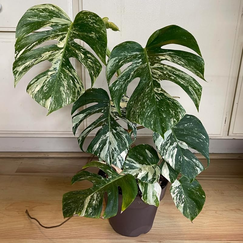 buy monstera online Thai Constellation Monstera Deliciousa (Variegated Monstera)