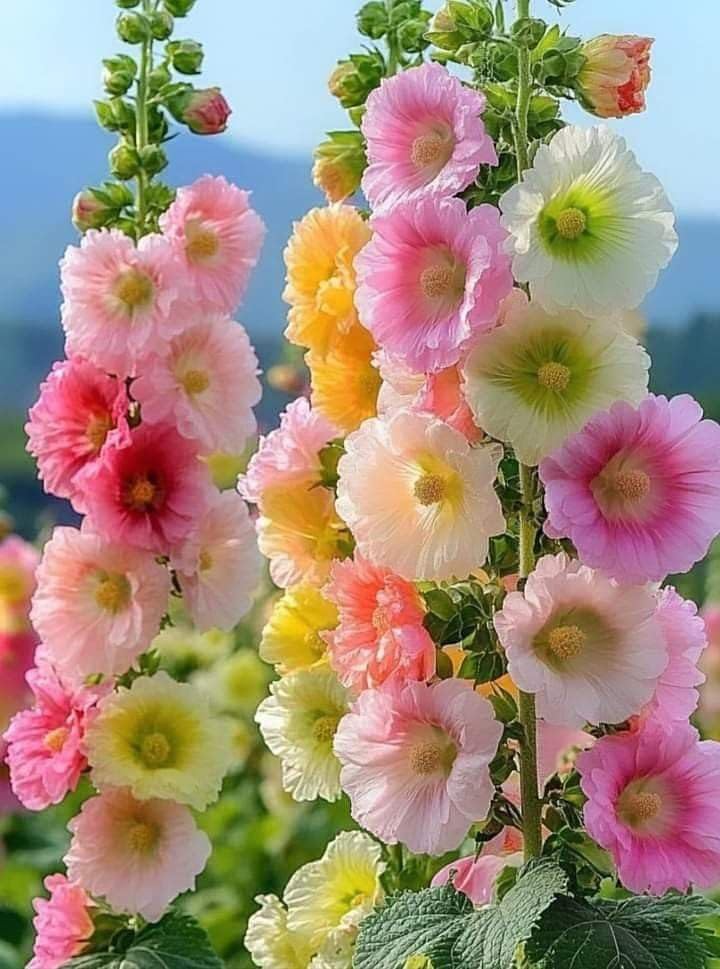 Hybrid Hollyhock Mixed Color Double Bloom Seeds | Flowering Plant Seeds for Backyard, Balcony and Garden Borders | Seasonal Seeds Pack of 10-image-32