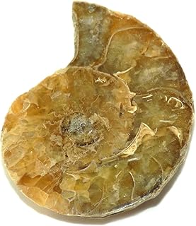 Ammonite Shell Cabochon, Natural Ammonite, Free Form Shape, 36Carat, 31x24x6MM SC-3487