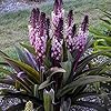 Amazon.com : Votaniki Eucomis Safari Adventure (Pineapple Lily) - Perennials, Pineapple Lilies ...