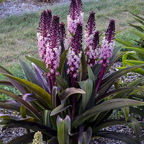 Votaniki Eucomis Safari Adventure (Pineapple Lily) - Perennials, Pineapple Lilies