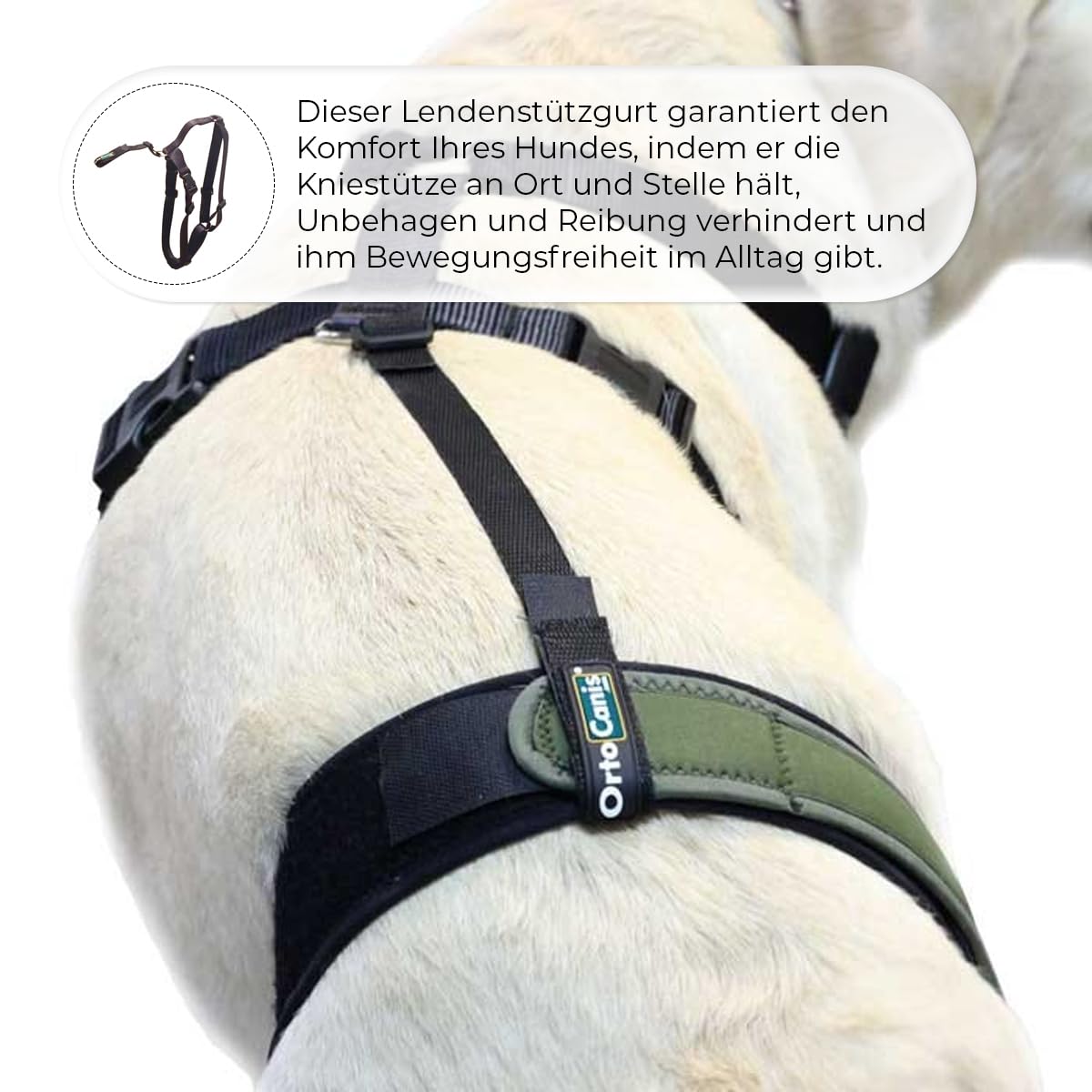 Ortocanis - Haltegurt für Kniebandage Hund - Verhindert das Abrutschen und Sichert die Kniebandage - Fördert die Stabilität - Größe Gurtband + Geschirr: L 69-96 cm
