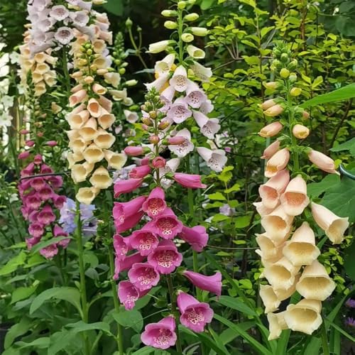 dedalera - semillas de bonsái semillas de verano interior prado perennes resistentes exóticas perennes jardín jardín pasto 600pcs