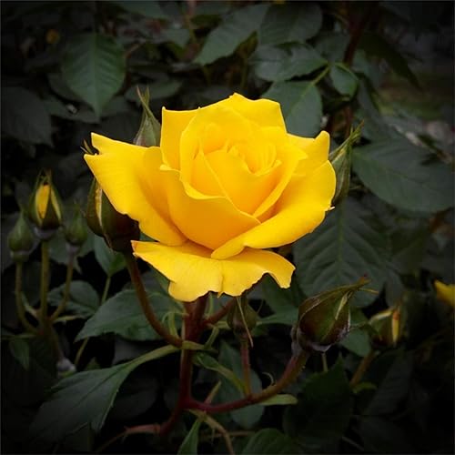 Miniatura 4 de Semillas de flores de rosas amarillas para el hogar, balcón, jardín, patio, decoración en maceta, 100 semillas