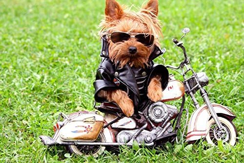 Amazon Co Jp バイク服のヨークシャーテリア動物 キャンバス印刷アートポスター 写真 部屋インテリア絵画 ポスター 90cmx60cm ホーム キッチン Amazon Co Jp バイク服のヨークシャーテリア動物 キャンバス印刷アートポスター 写真 部屋インテリア絵画 ポスター 90cmx60cm ホーム キッチン