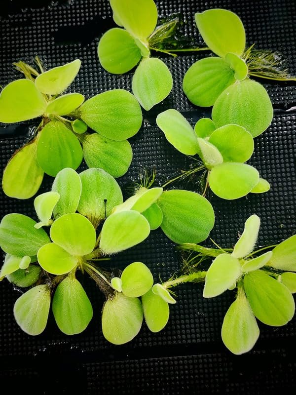 8 Dwarf Water Lettuce Floating Aquarium Plant (Pistia Stratiotes) Mature