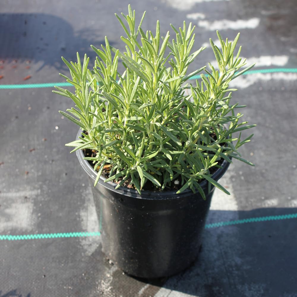 See full amazon price history chart for Ripee Rosemary Plant (Rosmarinus Officinalis, Gulmehandi, Rujamari) | Aromatic, Exotic, Medicinal, Perennial Herb for Home and Garden with Black Pot Ripee Rosemary Plant (Rosmarinus Officinalis, Gulmehandi, Rujamari) | Aromatic, Exotic, Medicinal, Perennial Herb for Home and Garden with Black Pot (B0DBV92RMR) Amazon Price History, Amazon Price Tracker